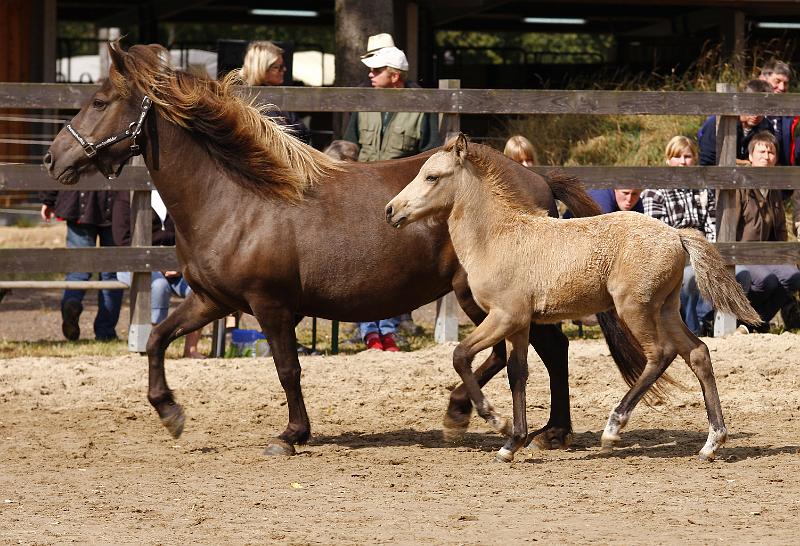 Heidar von Heidmoor k.jpg